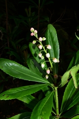 Anopterus glandulosus