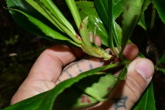 Anopterus glandulosus