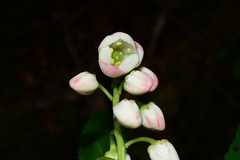 Anopterus glandulosus