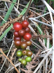 Lonicera hispidula