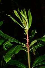 Anopterus glandulosus