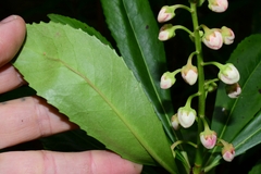 Anopterus glandulosus