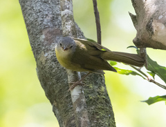 Xanthomixis cinereiceps