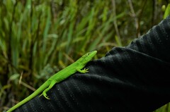 Anolis heterodermus