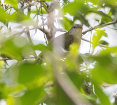 Xanthomixis cinereiceps