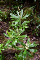 Anopterus glandulosus