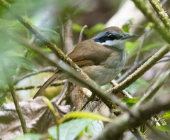 Mystacornis crossleyi