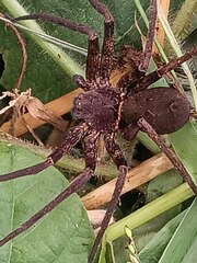 Heteropoda