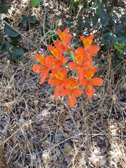 Alstroemeria ligtu
