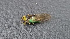 Neotibicen tibicen australis