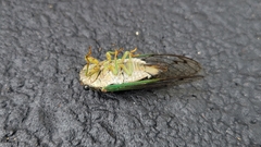 Neotibicen tibicen australis