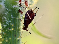 Macrosiphum