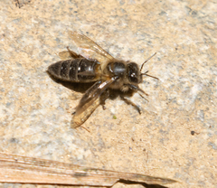 Apis mellifera unicolor