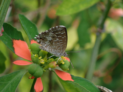 Theclinesthes serpentata