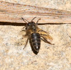 Apis mellifera unicolor