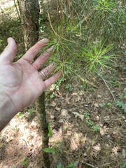 Pinus glabra