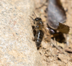 Apis mellifera unicolor