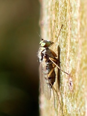 Dolichopodidae