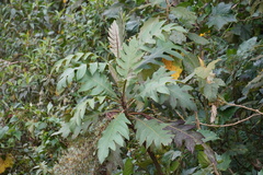 Bocconia frutescens