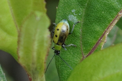 Diabrotica decempunctata