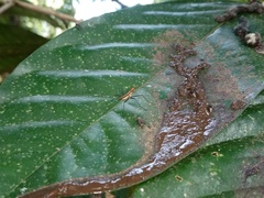 Telostylinus lineolatus