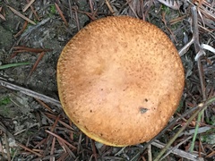 Suillus caerulescens