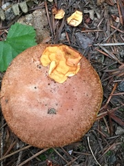Suillus caerulescens