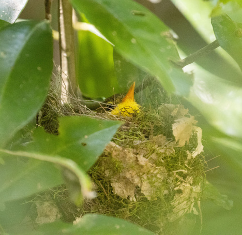 Spectacled Tetraka (Xanthomixis zosterops), photo 5