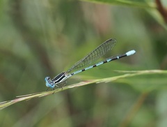 Argia bipunctulata