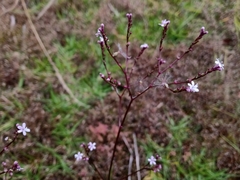Valeriana urticifolia