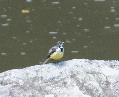 Motacilla flaviventris