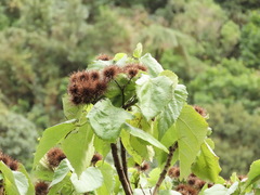 Entelea arborescens