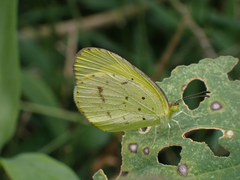 Eurema smilax