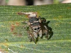 Maratus volans