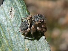 Maratus volans