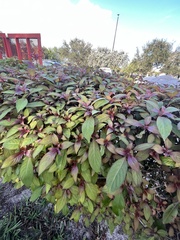 Alternanthera brasiliana
