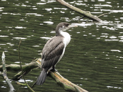 Phalacrocorax varius varius