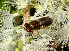 Odontomyia decipiens