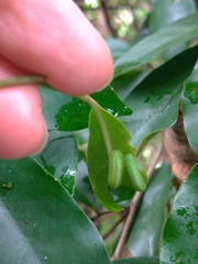 Neopithecops zalmora