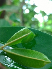 Neopithecops zalmora