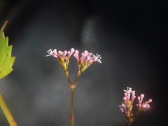 Valeriana urticifolia