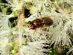 Odontomyia decipiens