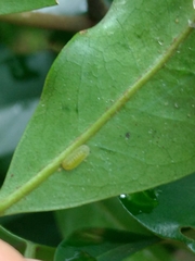 Neopithecops zalmora