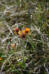 Tephroseris integrifolia capitata