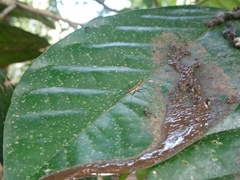 Telostylinus lineolatus