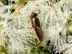 Odontomyia decipiens