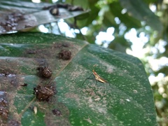 Telostylinus lineolatus