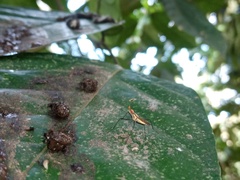 Telostylinus lineolatus