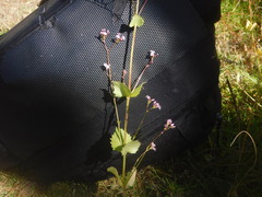 Valeriana urticifolia