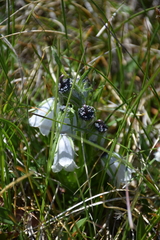 Campanula alpina